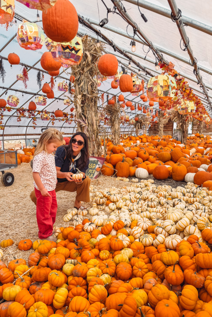 Picking pumpkins at the pumpkin patch